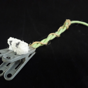 Bastien et Camille (2)